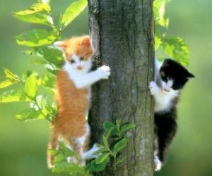 Puzzle Δύο γάτες ένα δέντρο